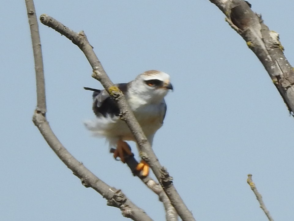 Black-winged Kite - ML616498730