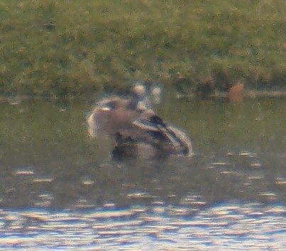 American Wigeon - ML616498732