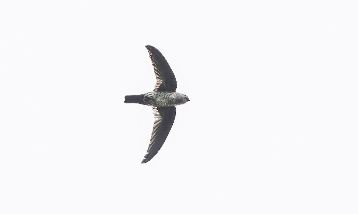 Gray-rumped Swiftlet - ML616498738