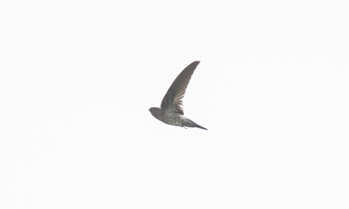 Gray-rumped Swiftlet - ML616498742