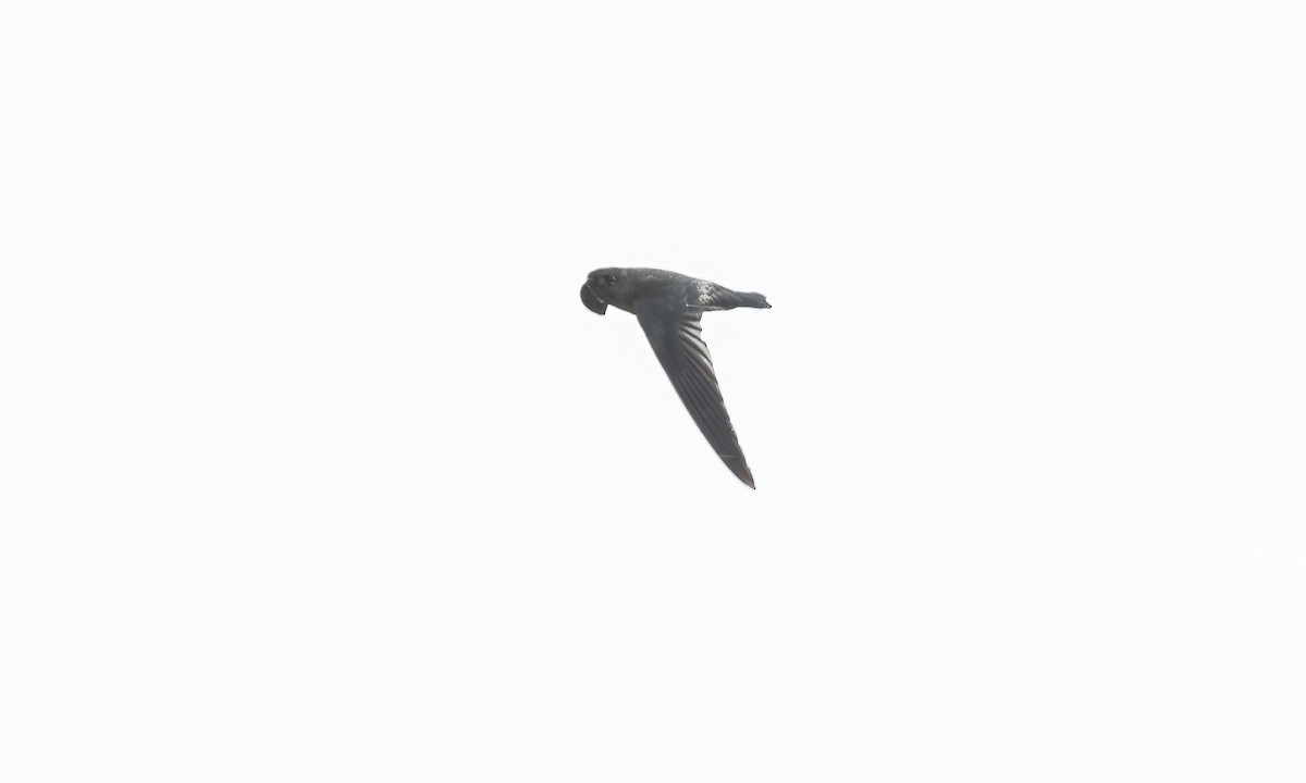 Gray-rumped Swiftlet - ML616498743