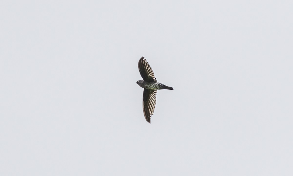 Gray-rumped Swiftlet - Paul Fenwick