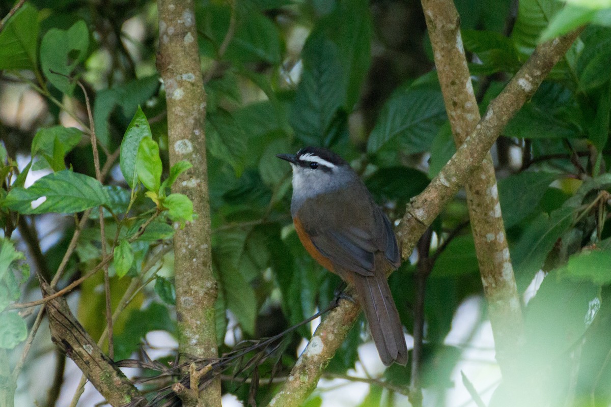 Palani Laughingthrush - ML616498748