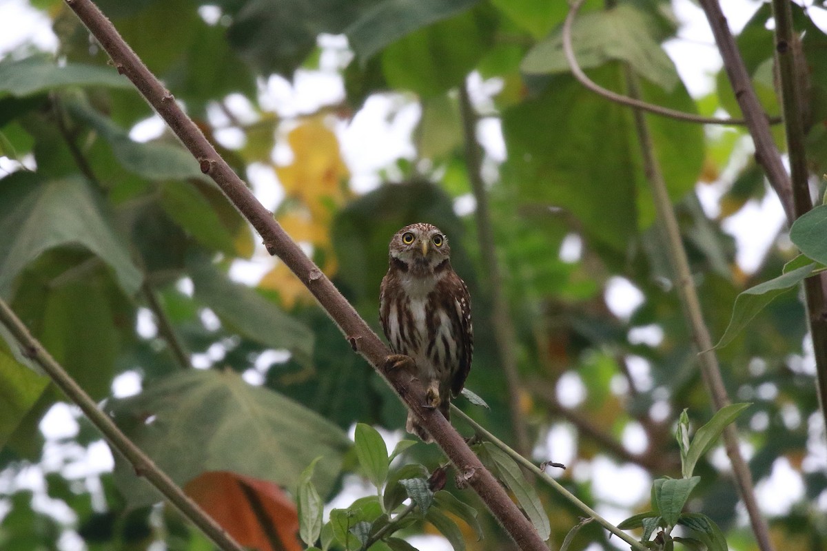 Peruvian Pygmy-Owl - ML616498762