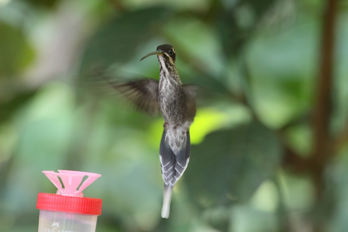 White-bearded Hermit - Mark Stanley