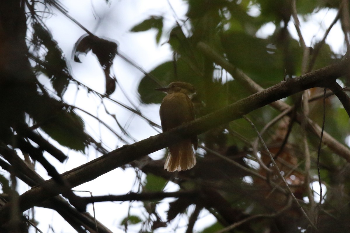 Tropical Royal Flycatcher (Pacific) - ML616498769