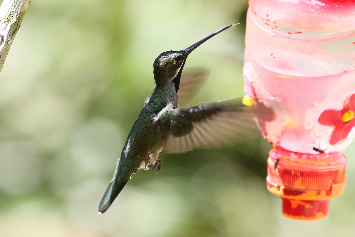 Long-billed Starthroat - Mark Stanley