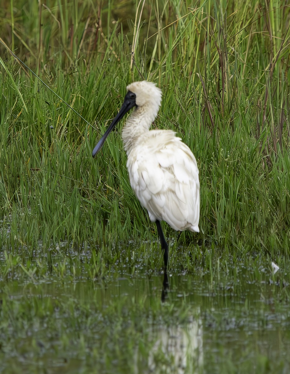 Royal Spoonbill - ML616498797