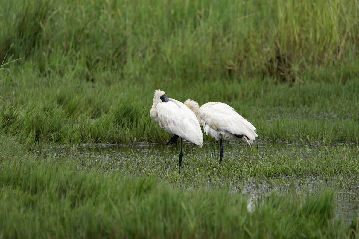 Royal Spoonbill - ML616498798