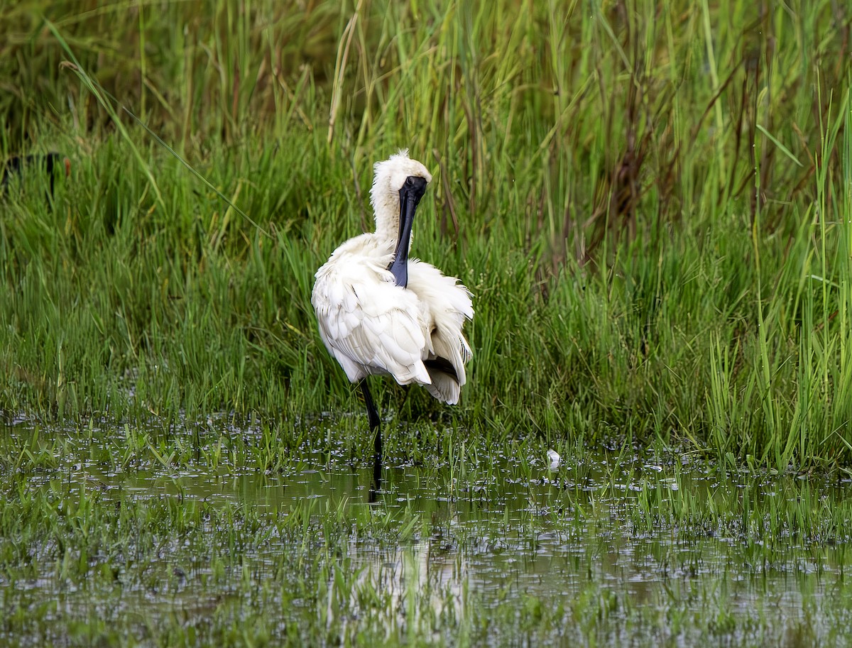 Royal Spoonbill - ML616498799