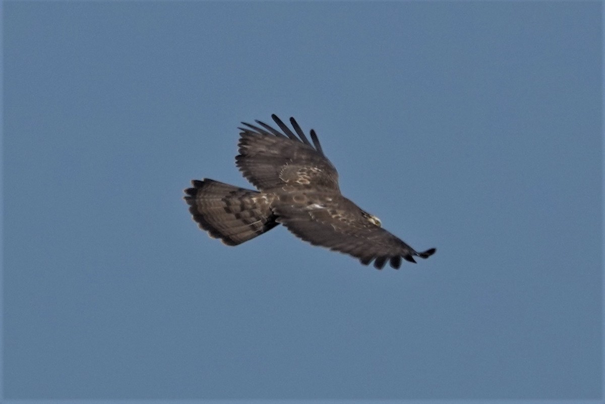 Oriental Honey-buzzard - ML616498801