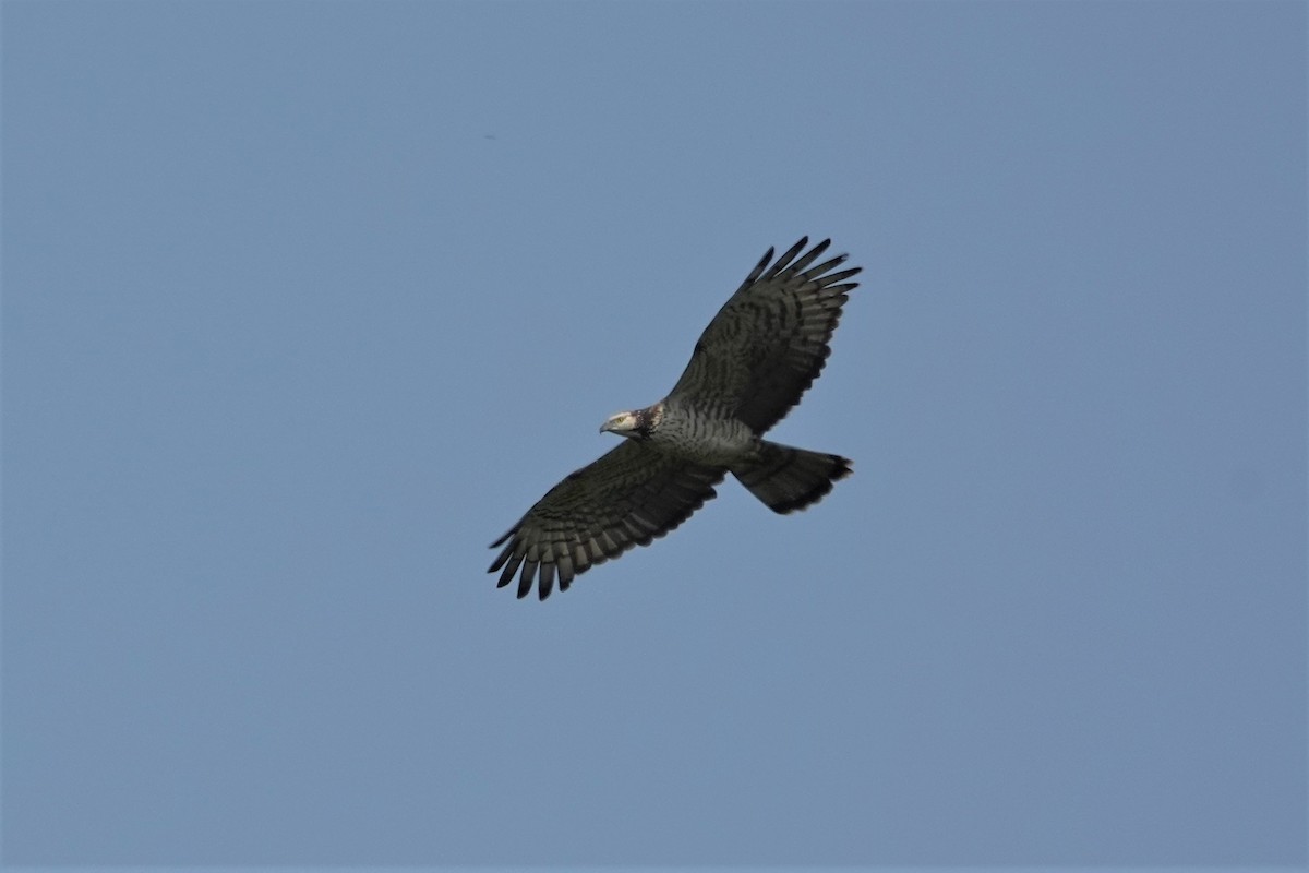 Oriental Honey-buzzard - ML616498802