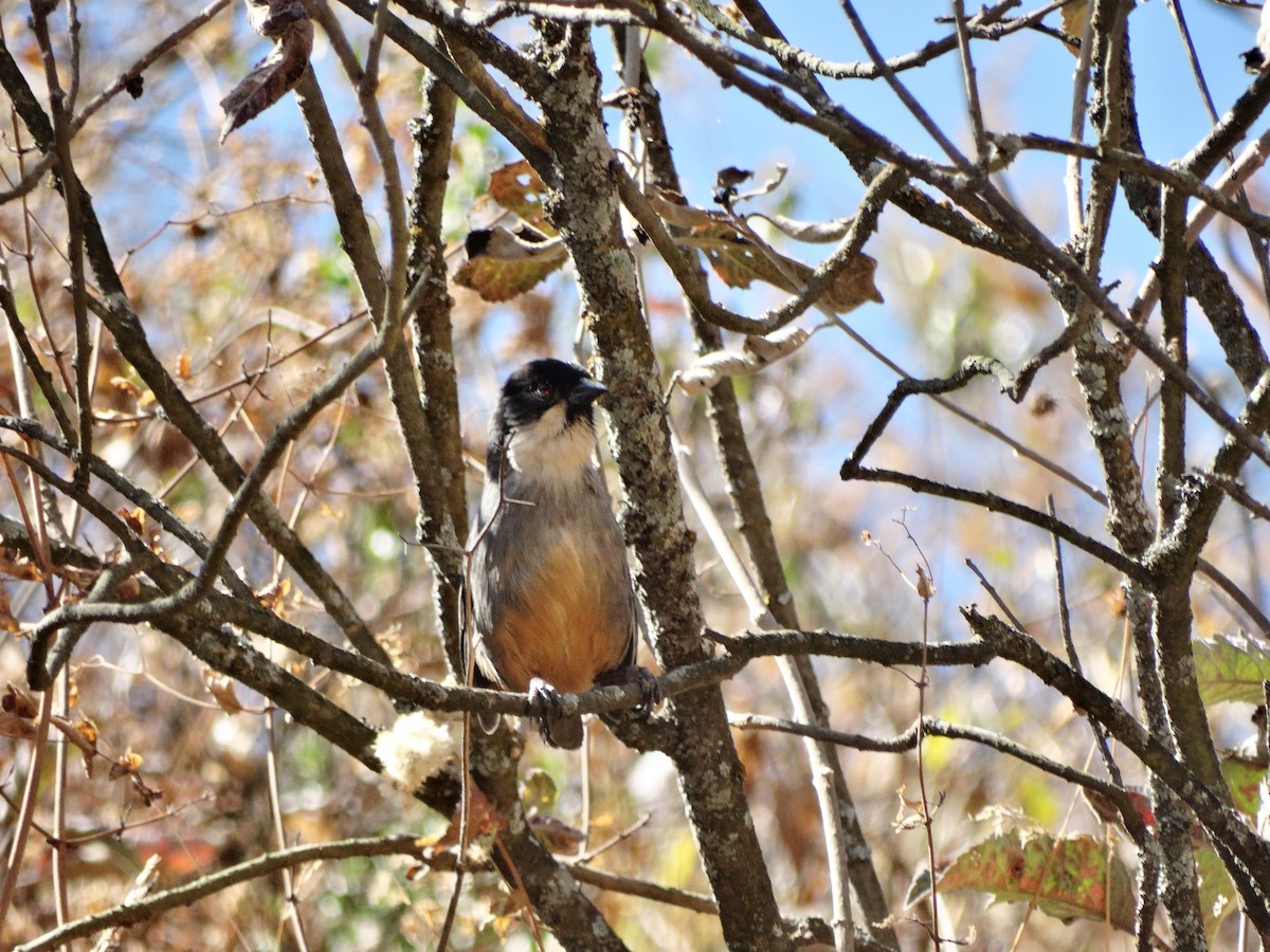 Rusty-bellied Brushfinch - ML616498822