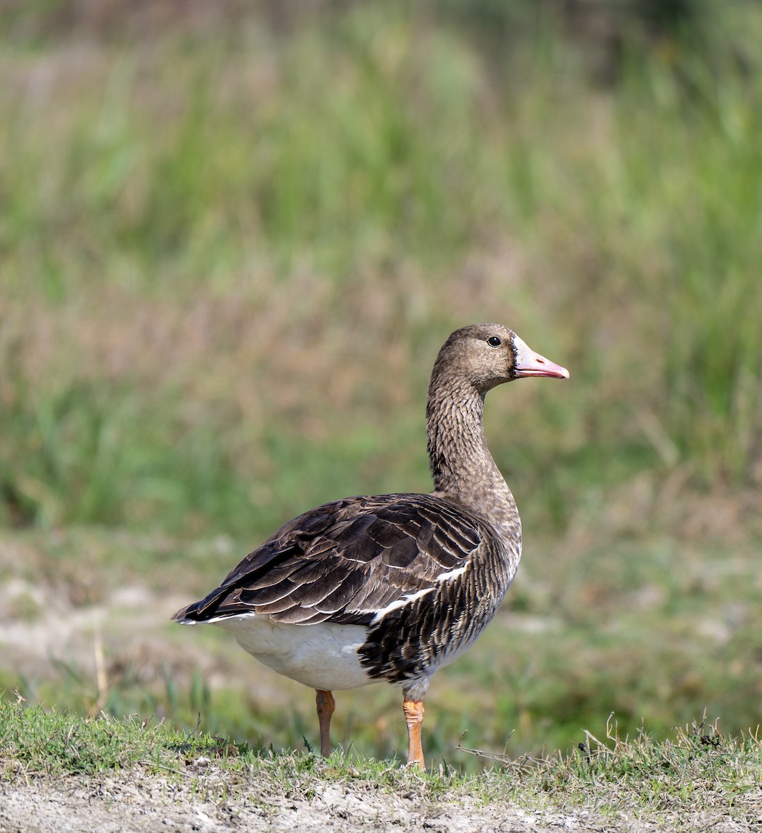 Greater White-fronted Goose - ML616498827