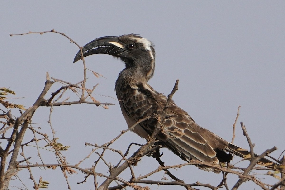 African Gray Hornbill - ML616498889