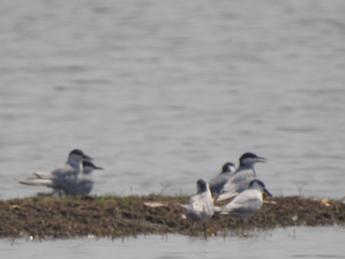 Whiskered Tern - ML616498892