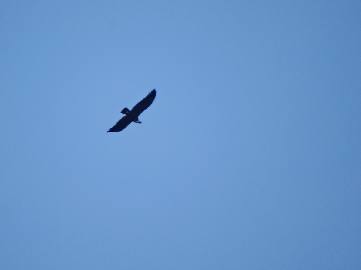 Condor des Andes - ML616498898
