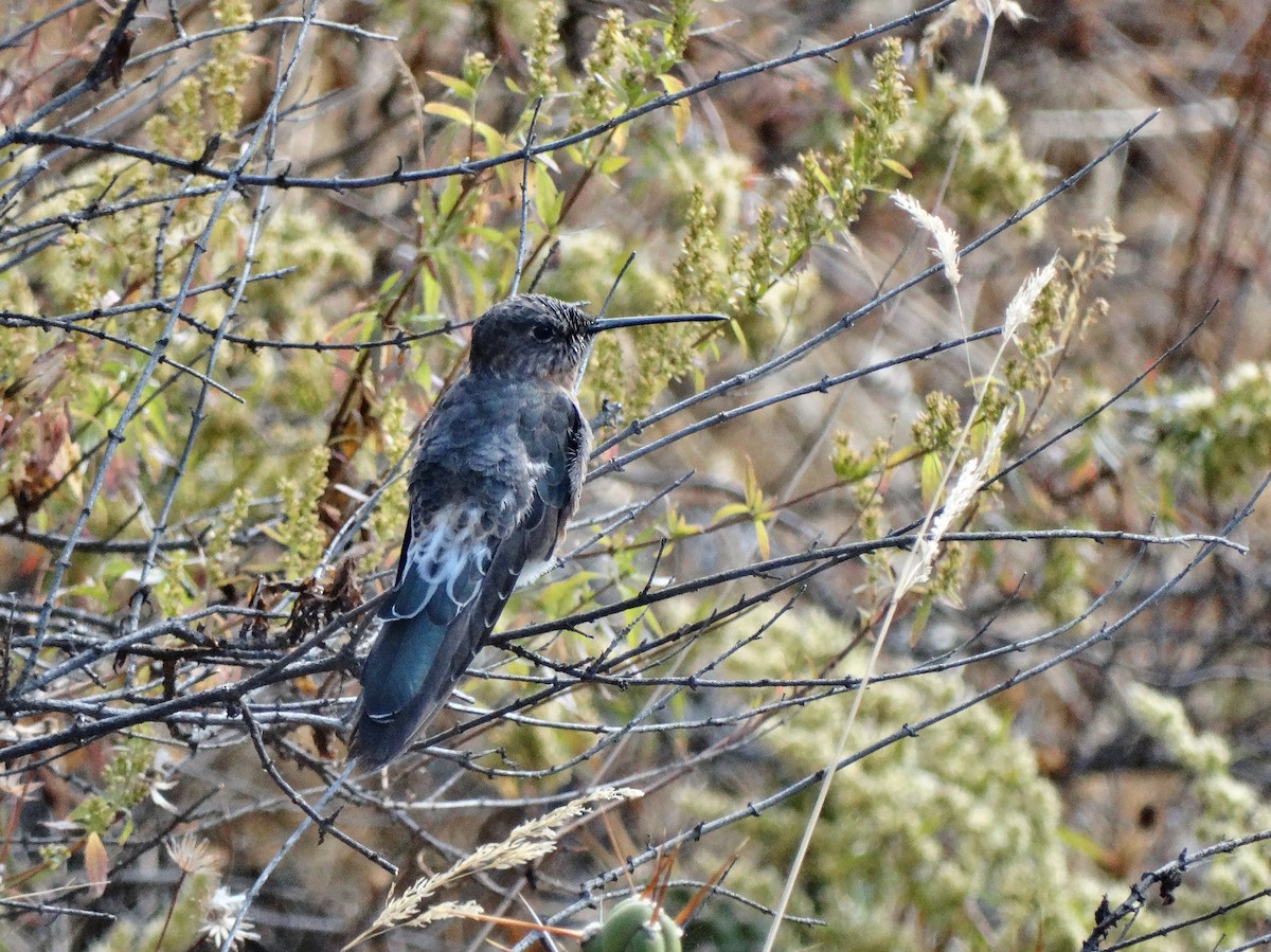 Colibrí Gigante - ML616498899