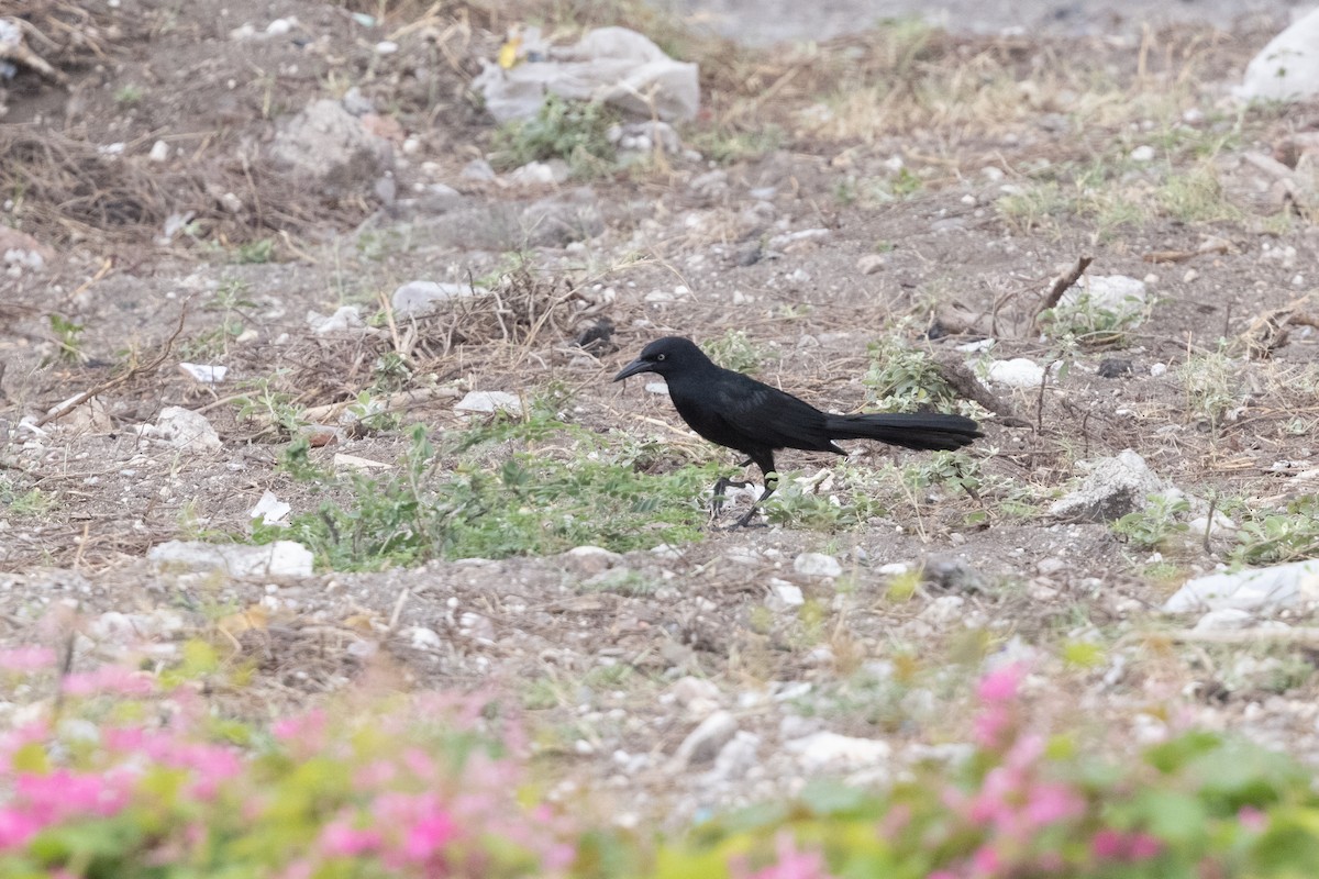 Great-tailed Grackle - ML616498919