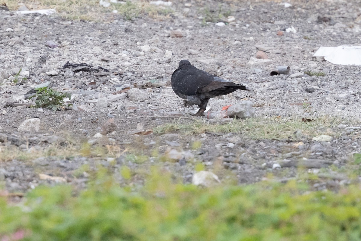 Rock Pigeon (Feral Pigeon) - ML616498921