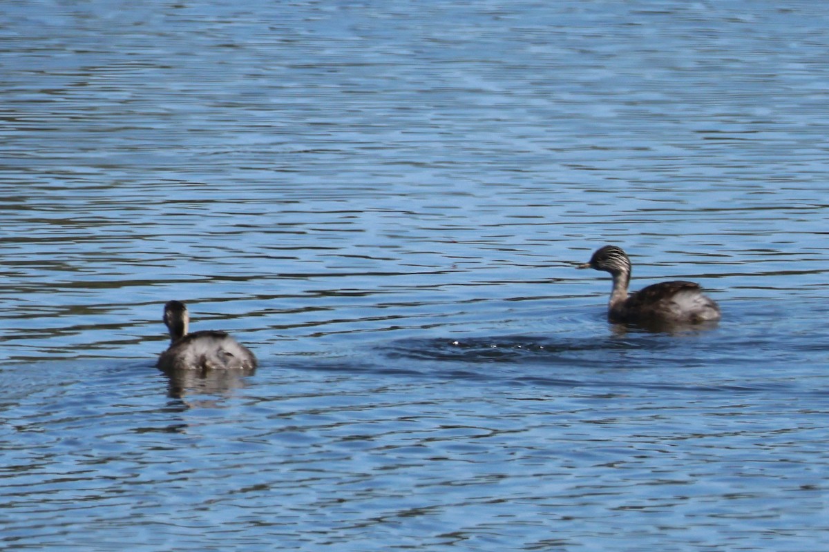 Hoary-headed Grebe - Murray DELAHOY