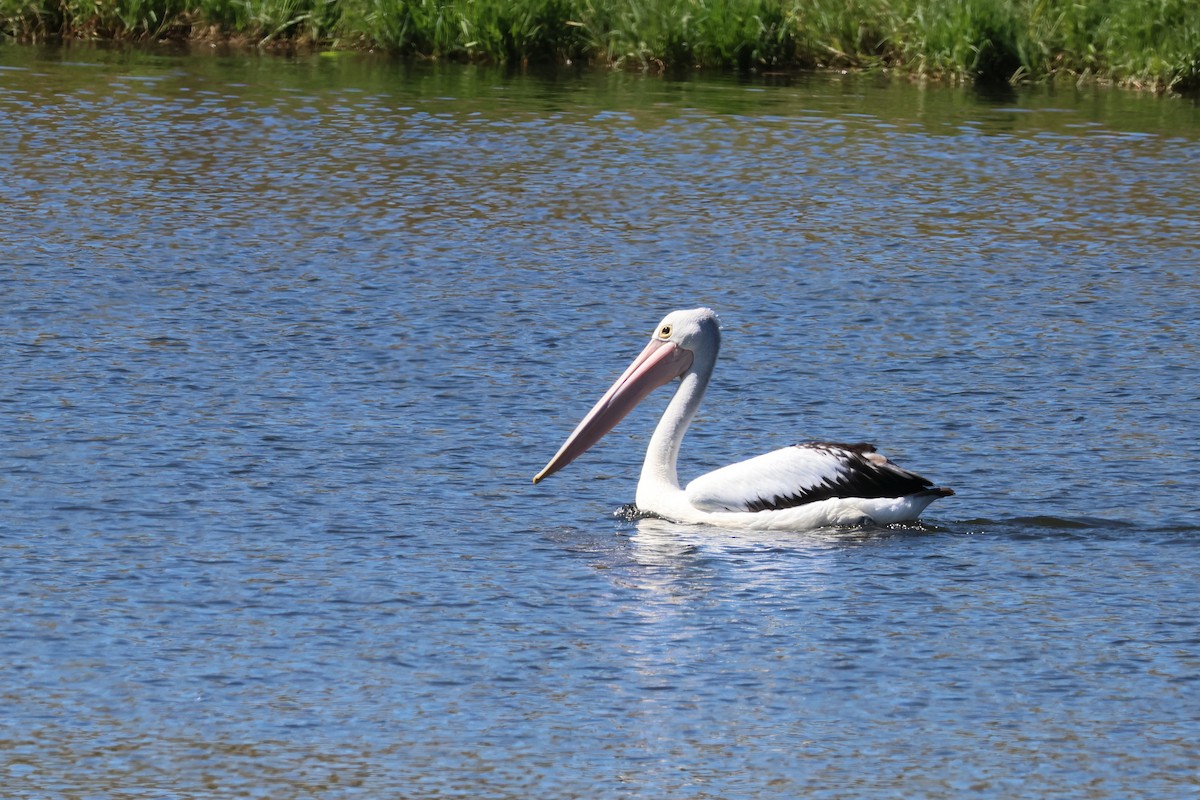 Australian Pelican - ML616498938