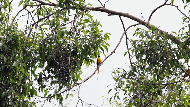 赤紅山椒鳥 - ML616498948