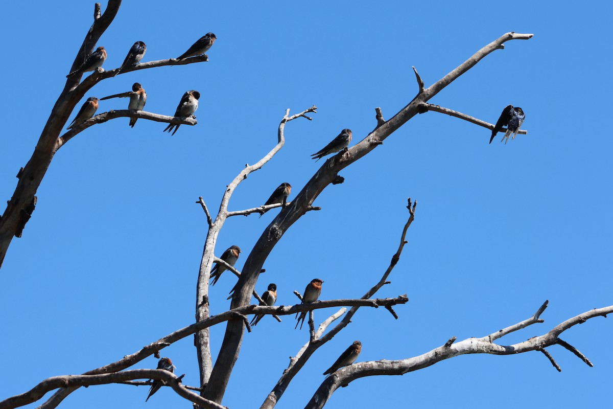 Golondrina Australiana - ML616498952