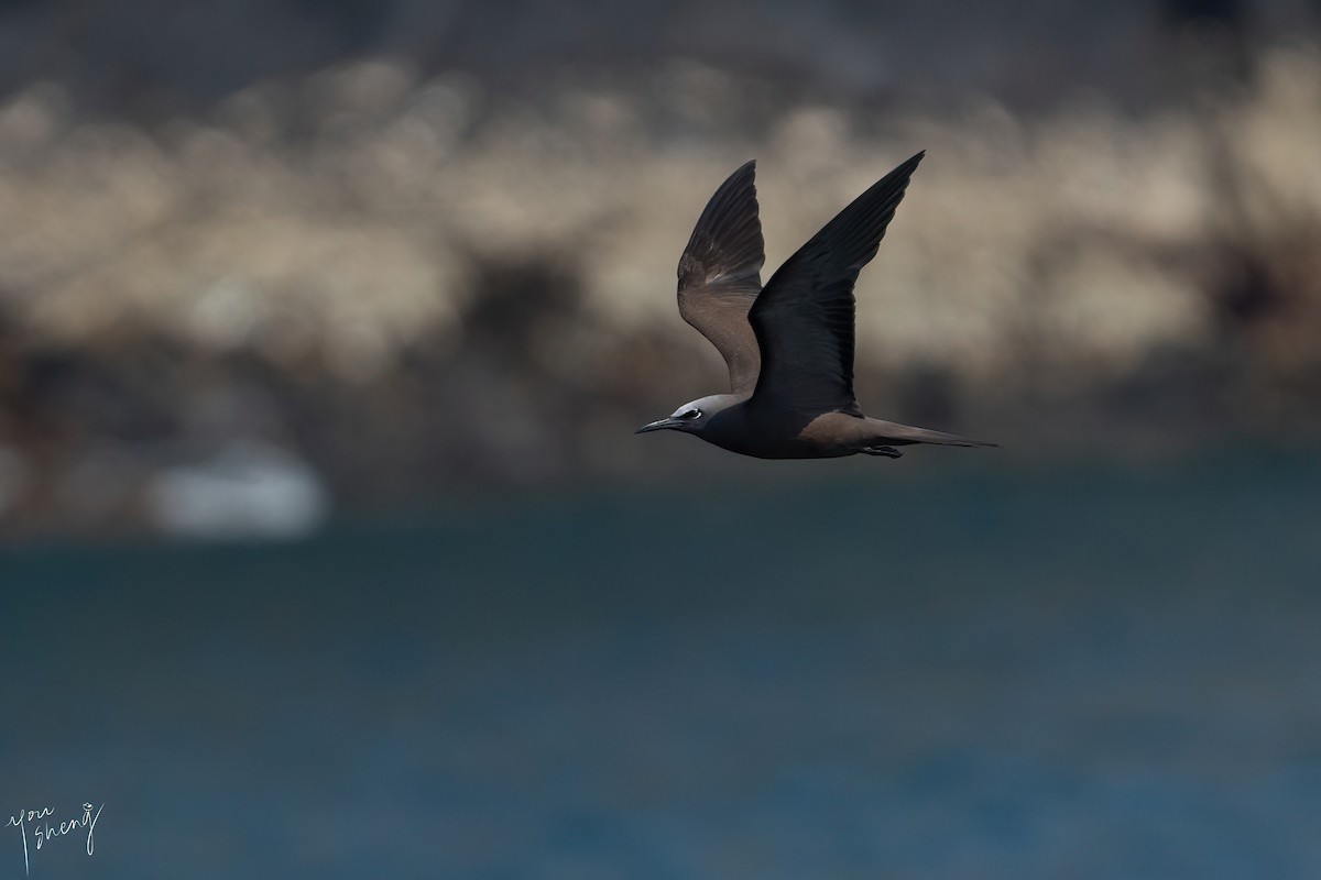 Brown Noddy - You-Sheng Lin