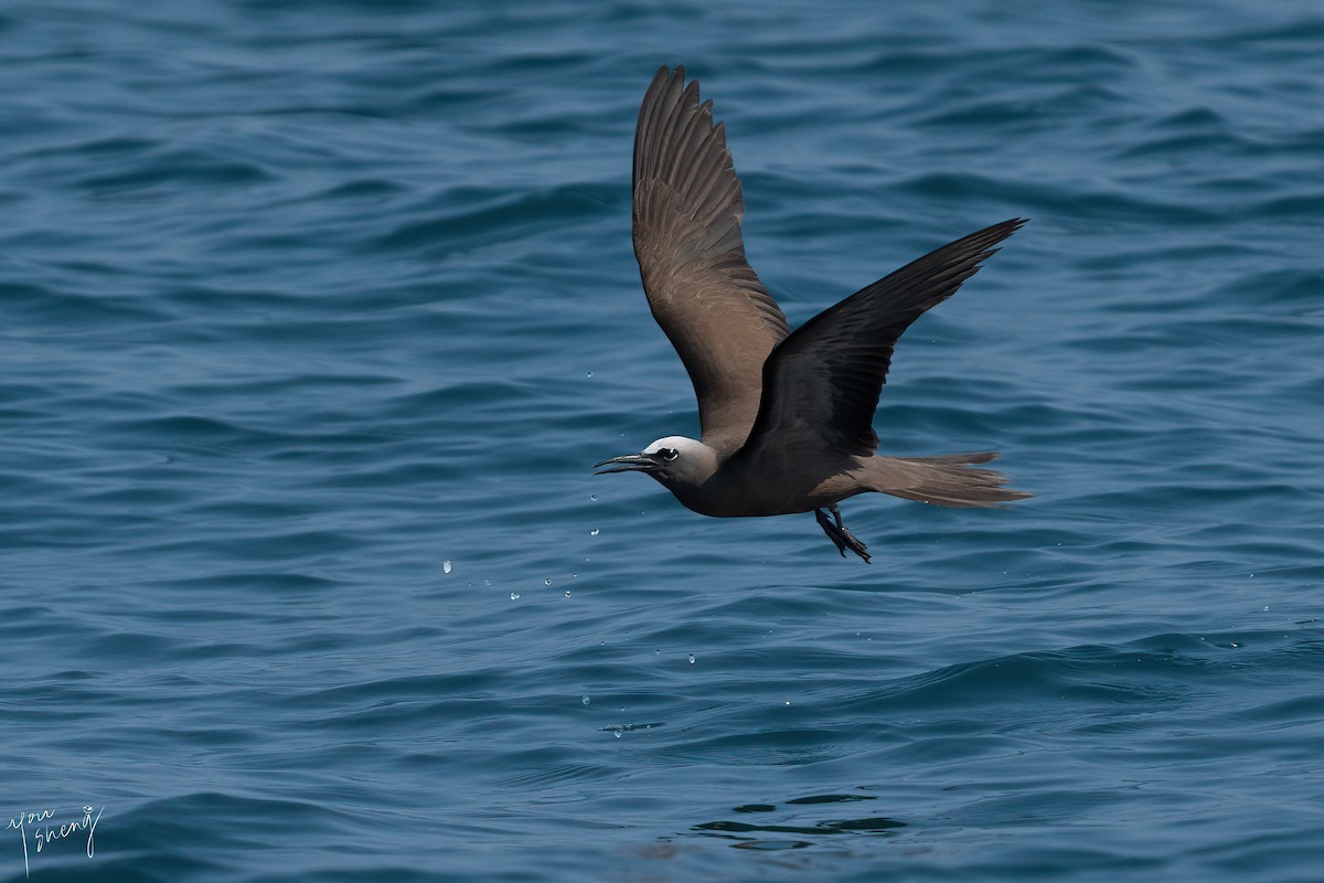 Brown Noddy - ML616498961