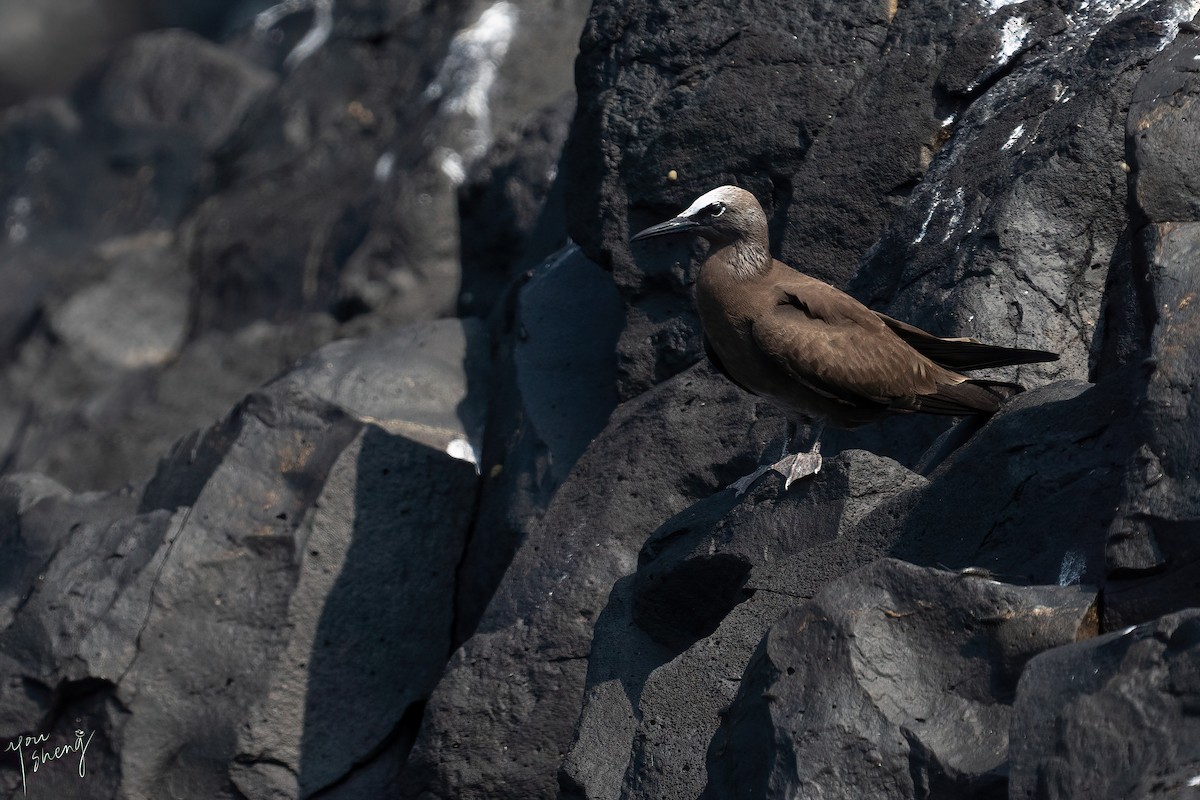 Brown Noddy - ML616498963