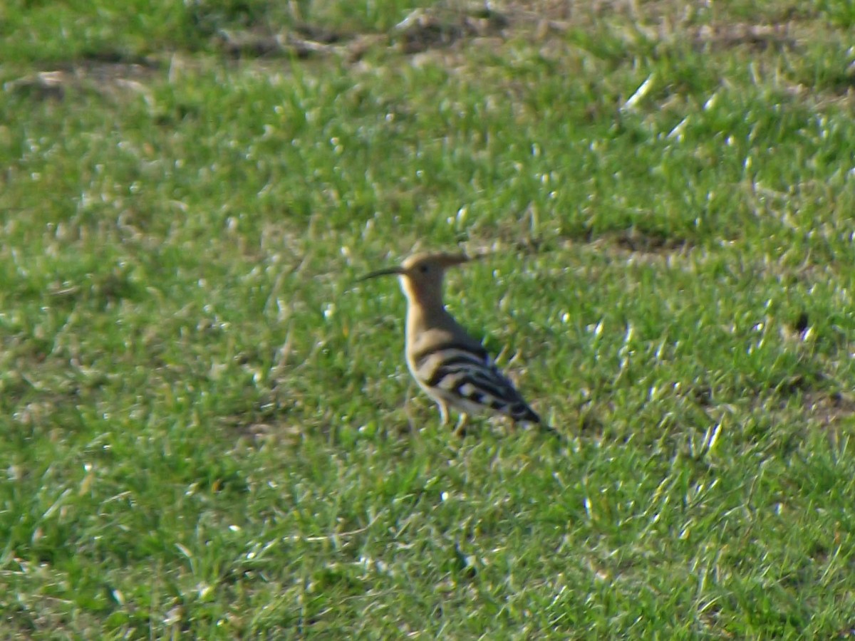 Common Hoopoe - ML616498994