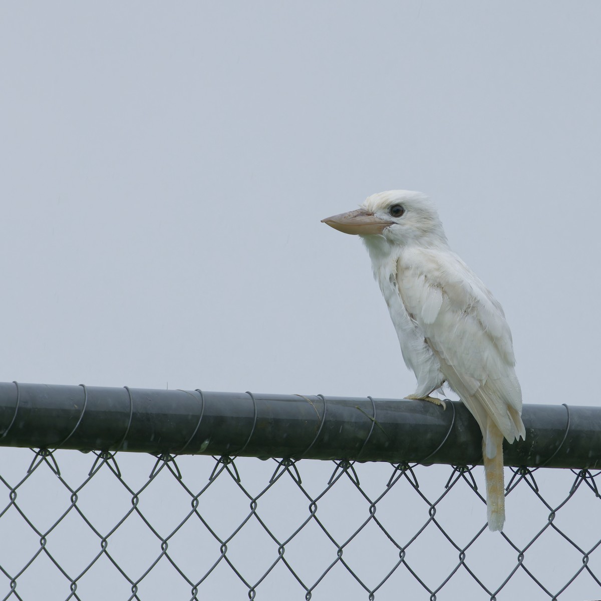 Laughing Kookaburra - Lucy Coleman