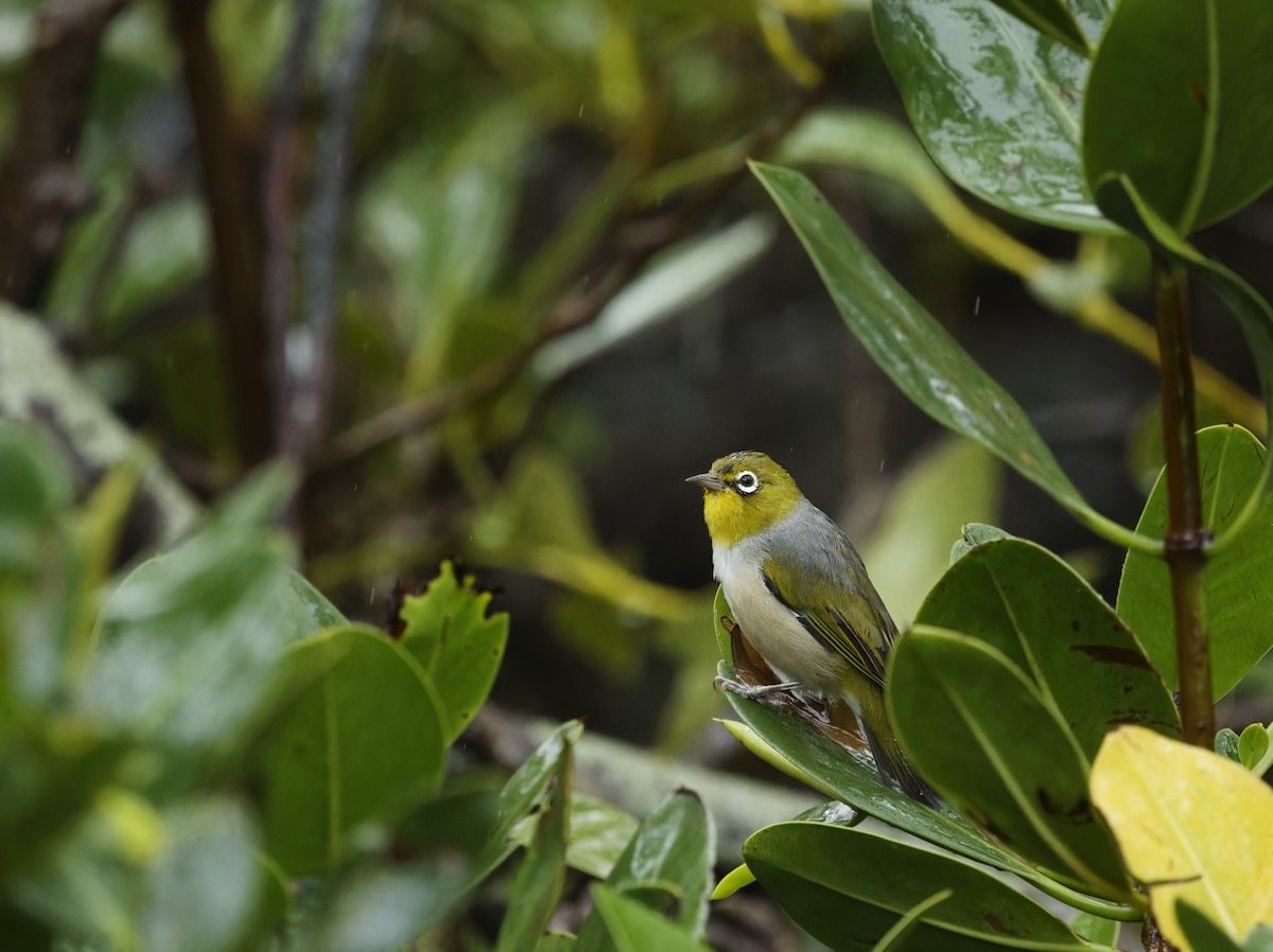 Silvereye - Lucy Coleman