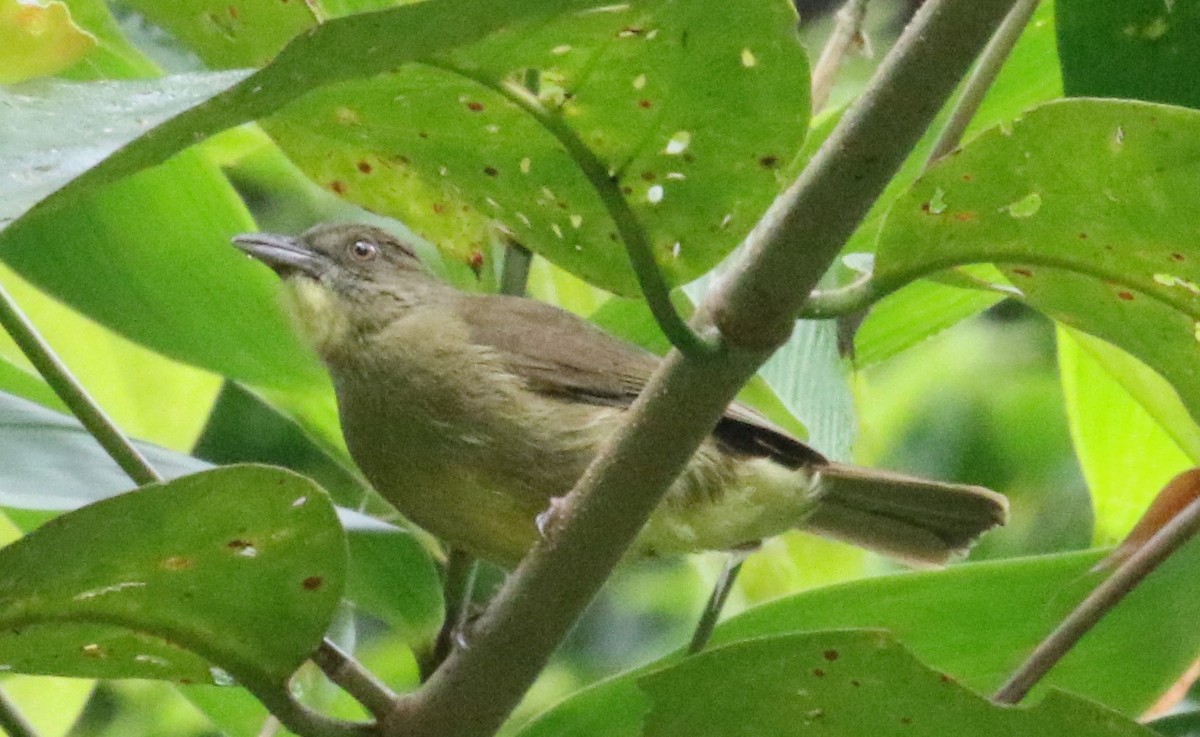 Bulbul de Finsch - ML616499015