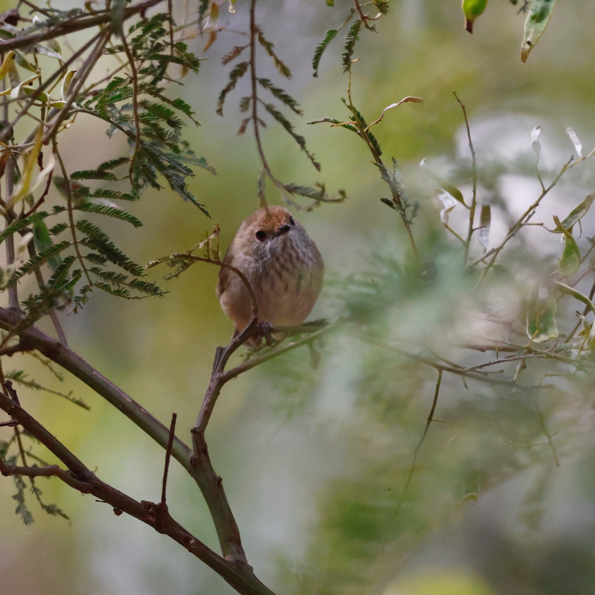 Brown Thornbill - Patrick Reed