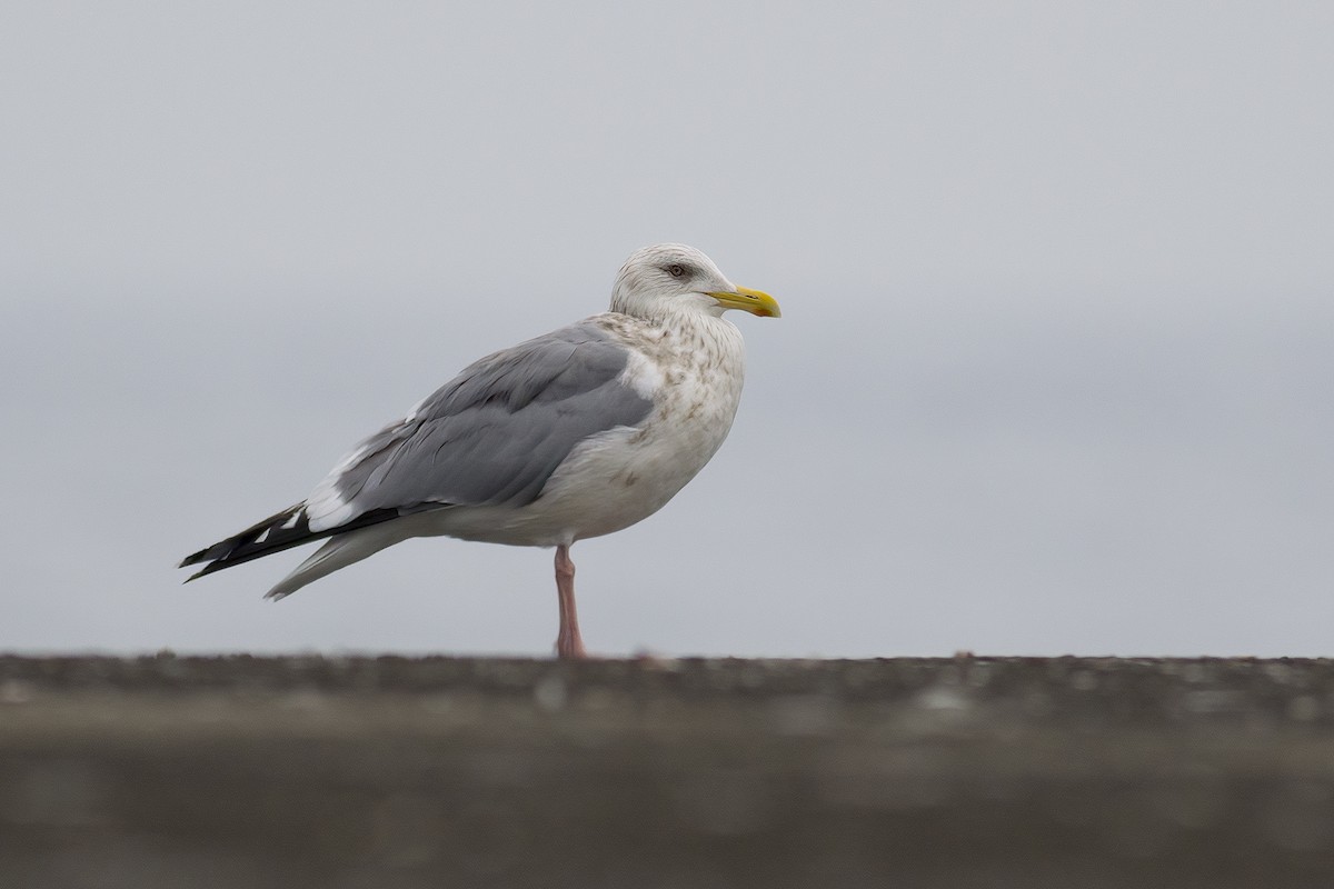 Herring Gull (Vega) - ML616499110