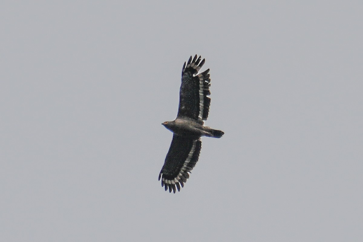 Crested Serpent-Eagle - Vincent Wu