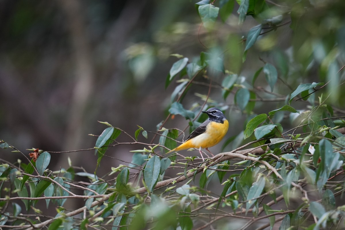 Gray Wagtail - Vincent Wu