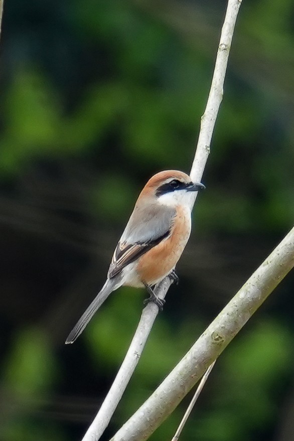 Bull-headed Shrike - ML616499139