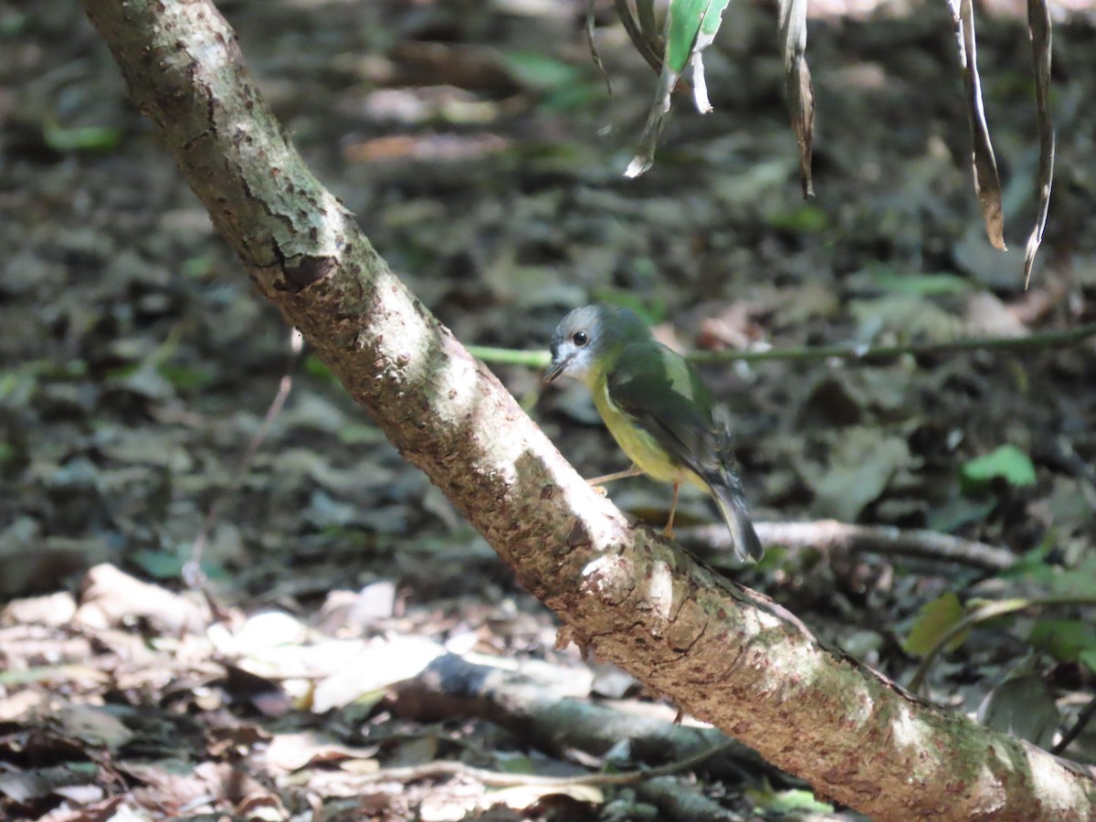 Pale-yellow Robin - ML616499148