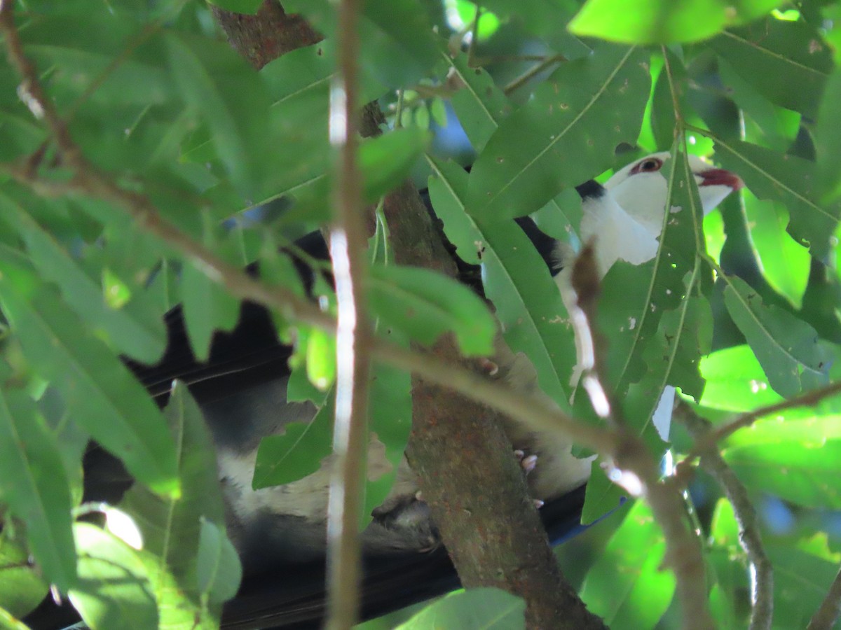 White-headed Pigeon - ML616499149