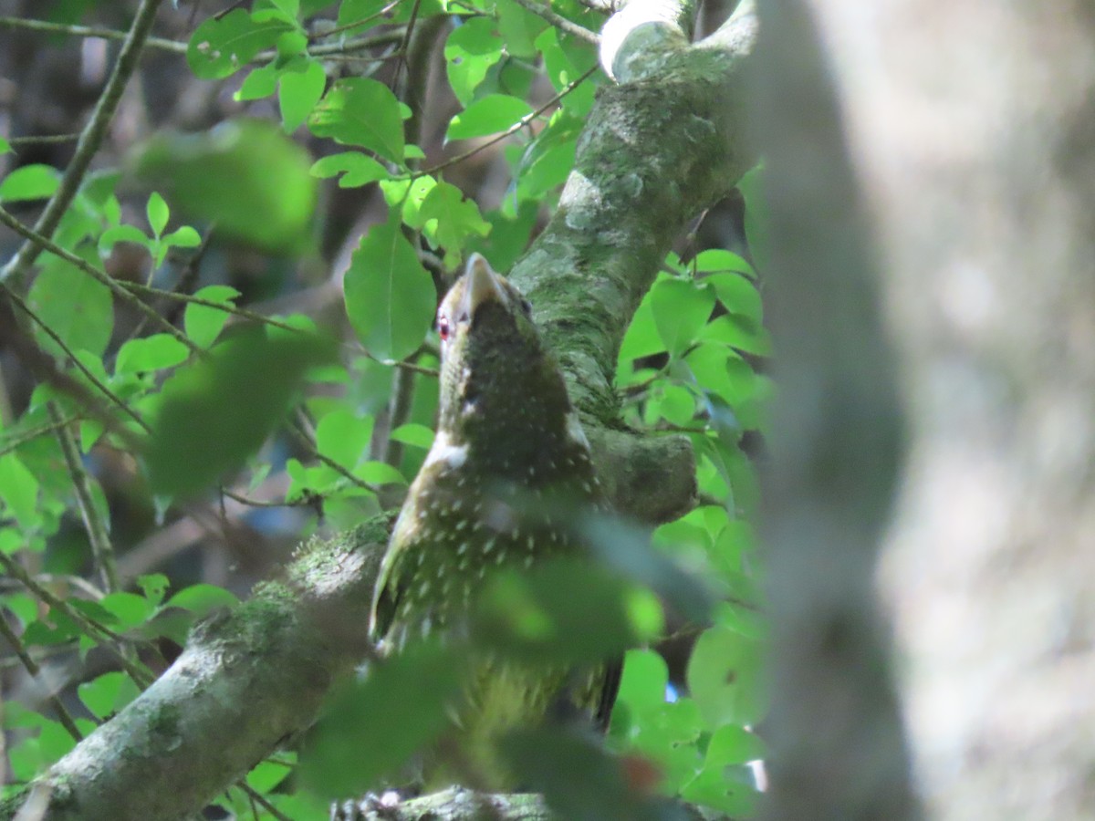 Green Catbird - ML616499151