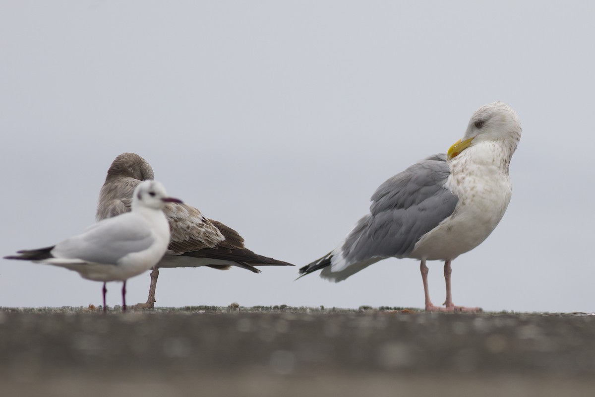 Herring Gull (Vega) - ML616499159