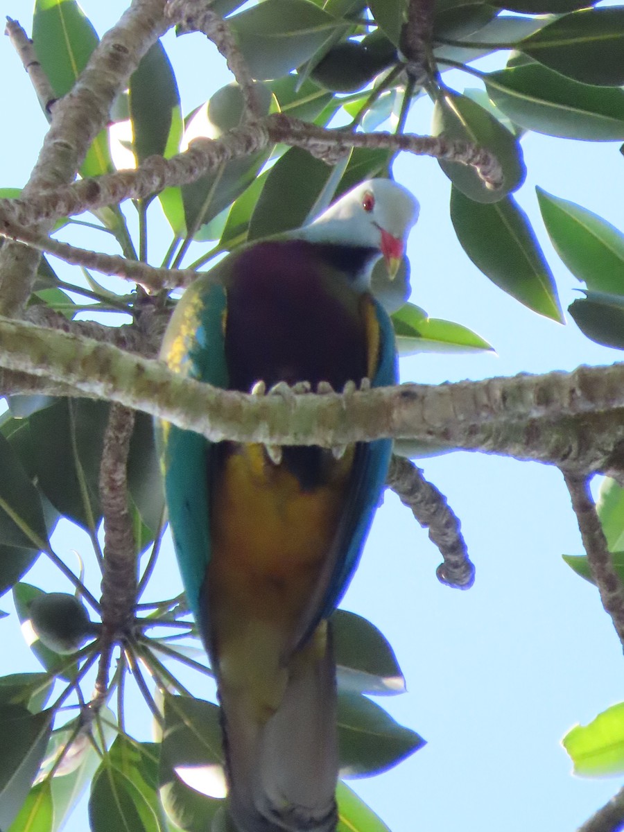 Wompoo Fruit-Dove - Rolo Rodsey