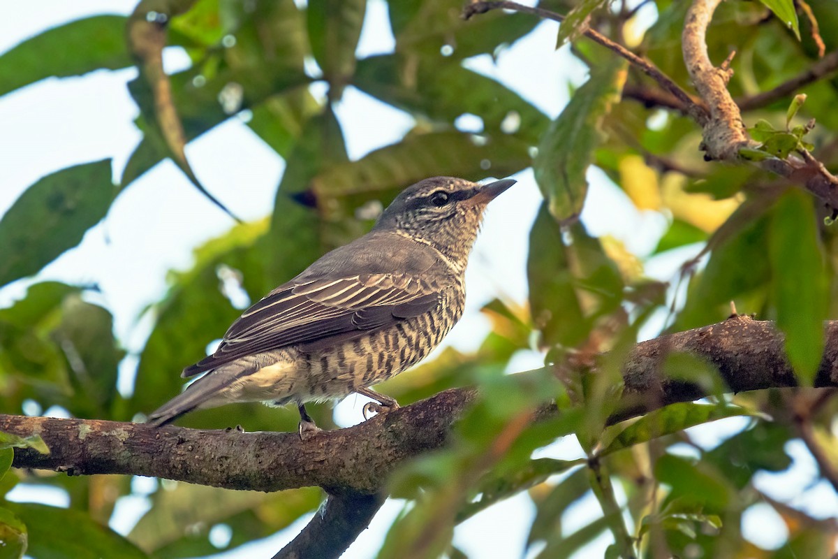 Black-headed Cuckooshrike - ML616499165