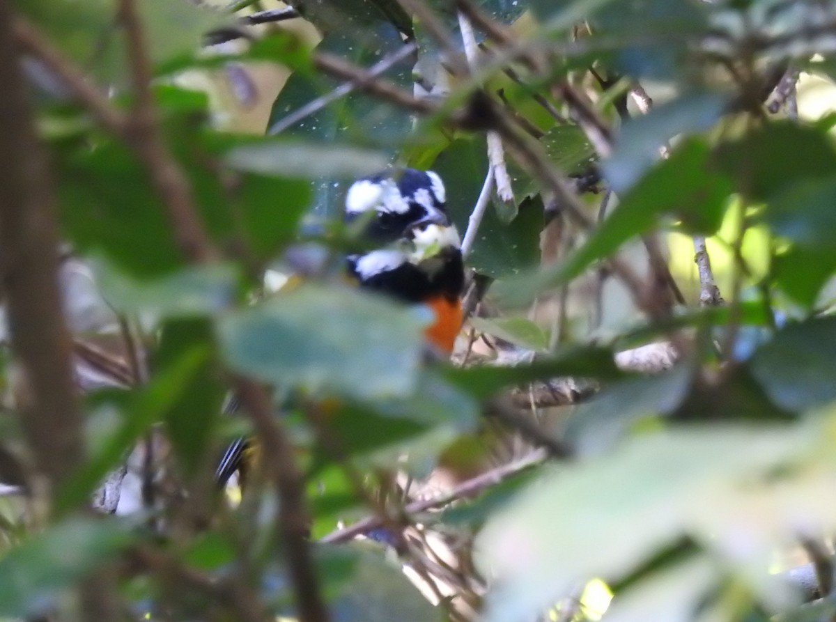 Jamaican Spindalis - Heath Harlan