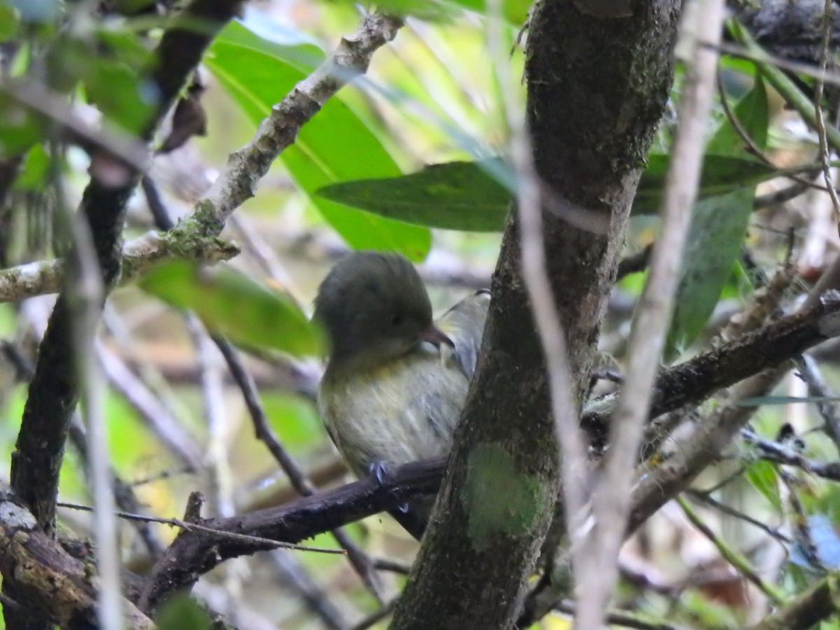 Jamaican Euphonia - ML616499191