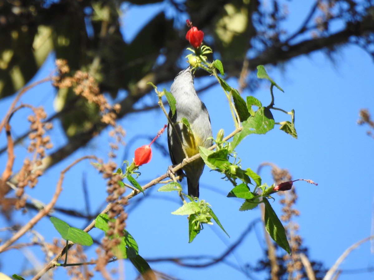 Jamaican Euphonia - ML616499194