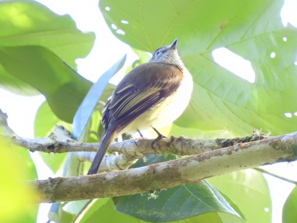 Jamaican Elaenia - Heath Harlan